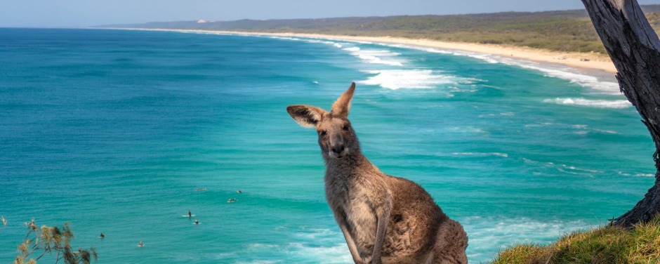 Kangaroo poses at North Stradbroke Island, Queensland.