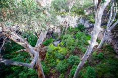 southern forests western australia