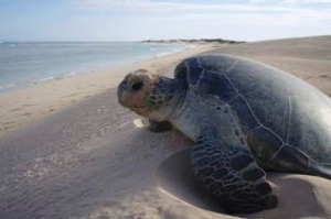 turtles, Gnaraloo Station, Western Australia. Photograph by Fleur Bainger.   