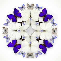 Beautifully Colorful Mosaics and Other Artistic Compositions Made from Exotic Insects by the Artist Christopher Marley Mandala Art, Christopher Marley, Art Papillon, Butterfly Art, Butterflies, Beautiful Bugs, Beautiful Collage, Insect Art, Hirst