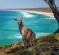 Kangaroo poses at North Stradbroke Island, Queensland.