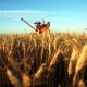 Australian wheat could be targeted by China's customs. 