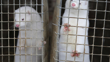 There are nearly 1200 mink farms in Denmark.