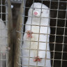 There are nearly 1200 mink farms in Denmark.