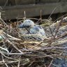 The turtle dove hatchling waits for its mother,