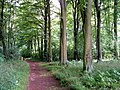 Junction in Broughton West Wood - geograph.org.uk - 430593.jpg