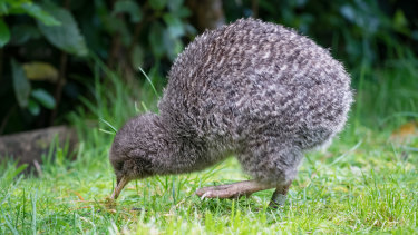 Little spotted kiwi (Apteryx owenii; kiwi pukupuku) foraging, unusually, during the day at Zealandia EcoSanctuary, Wellington, New Zealand.