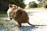 A quokka on Rottnest Island.