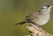 white-crowned sparrow