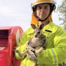 Baby kangaroo found in a Gold Coast letter box