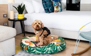 QT dog friendly hotels