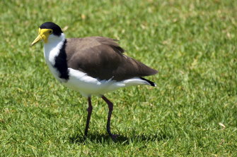 Beware the plover ... as Maurice Rioli jnr discovered.