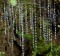 Glow worms live in the damp, cool banks of Melba Gully, Otway.