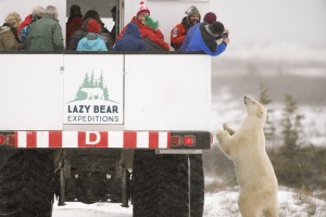 Lazy Bear's tour company Lazy Bear Expeditions gets you out and about seeing the real thing.