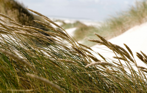 Oplev Vesterhavet ved Thy