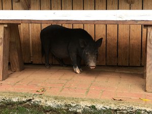 A wild pig hides under a wooden bench at the zoo premises. Taken on August 2017.