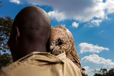 Brent Stirton, ‘Trafficked Pangolin and caregiver’, 2018