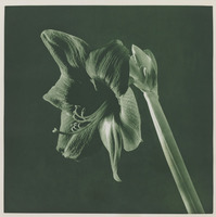 Robert Mapplethorpe, UNTITLED [AMARYLLIS].  FROM THE PORTFOLIO 'FLOWERS'