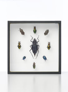 Damien Hirst, ‘Nine Beetles’, 2014