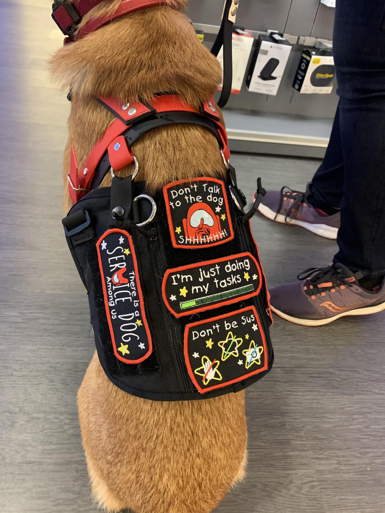 cold-butter-warm-toast:
“startplaysmile:
““There’s a service dog among us” ”
THIS IS SO CUTE
”
