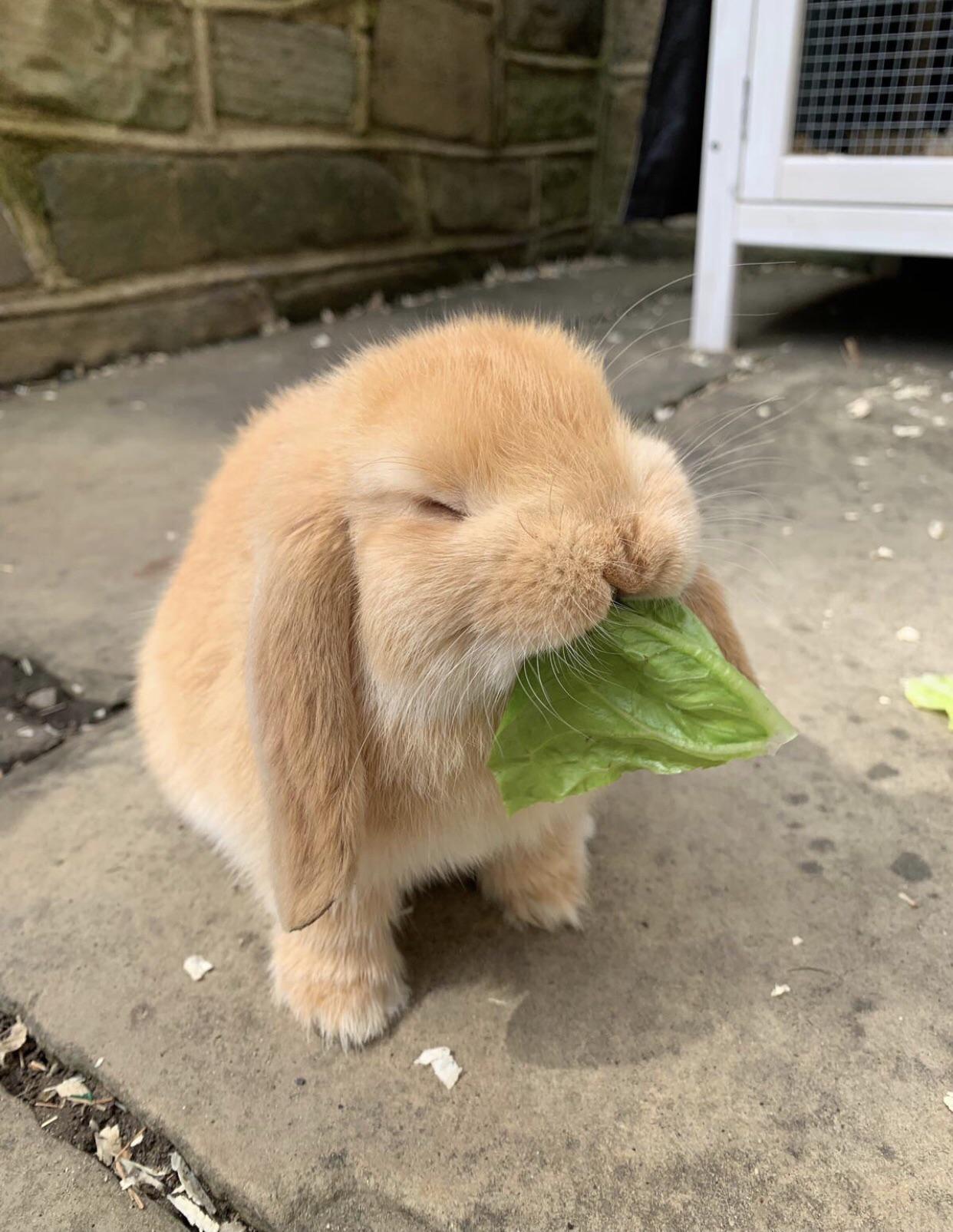 startplaysmile:
“Blissed out on lettuce
”