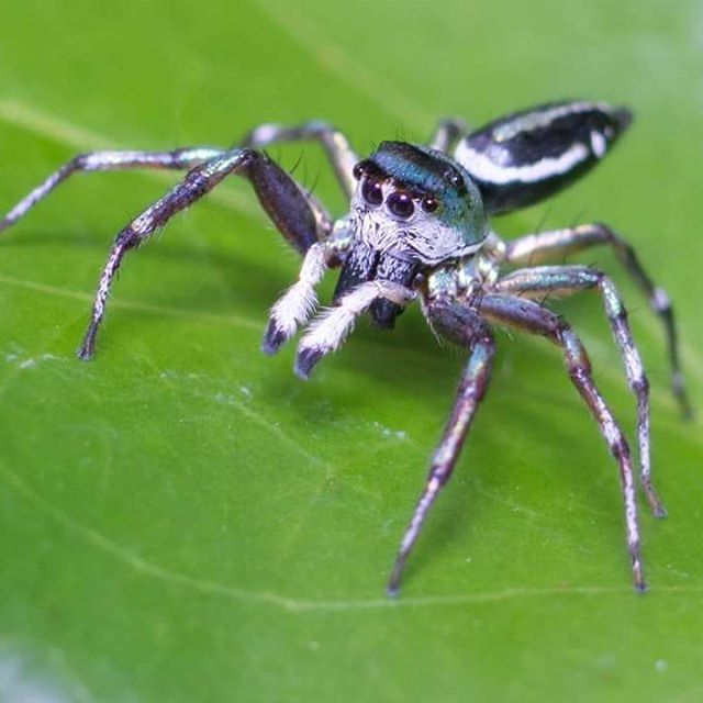 tealebritstra:
“ Sea-green Jumping Spider (Cosmophasis thalassina) at Tondoon Botanic Gardens
#macrokosm #macro #macro_captures #spiders #salticidae #jumpingspider #spider #tondoonbotanicgardens #arthropod #arthropodsanonymous #nature #wildlife #natu...