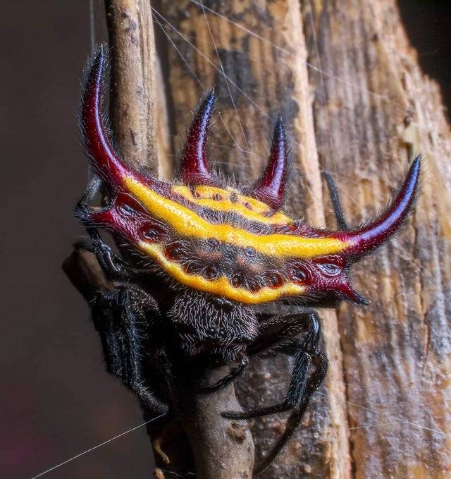 The Demon orb Weaver Spider