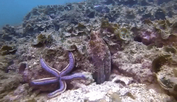 Scientist have discovered that,an octopus will ?punch? a fish no reason other than ?spite?
