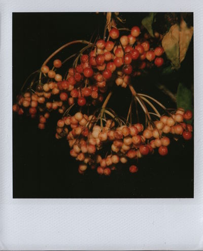 Nobuyoshi Araki, ‘Flower’, 2006-2009