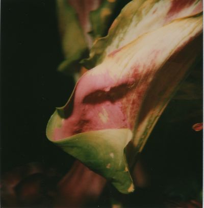 Nobuyoshi Araki, ‘Flower’, 2006-2009
