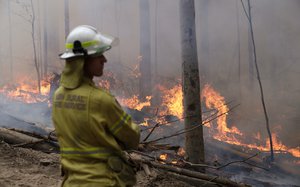 A firefighter keeps an eye on a controlled fire as they work at building a containment line at a wildfire near Bodalla, Australia, Sunday, Jan. 12, 2020.