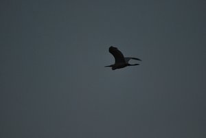 Local pigeon  seen flying at night , Manila Bay , Philippines , April 1 , 2009.