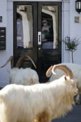 A herd of goats walk the quiet streets in Llandudno, north Wales. The group of goats have been spotted walking around ...