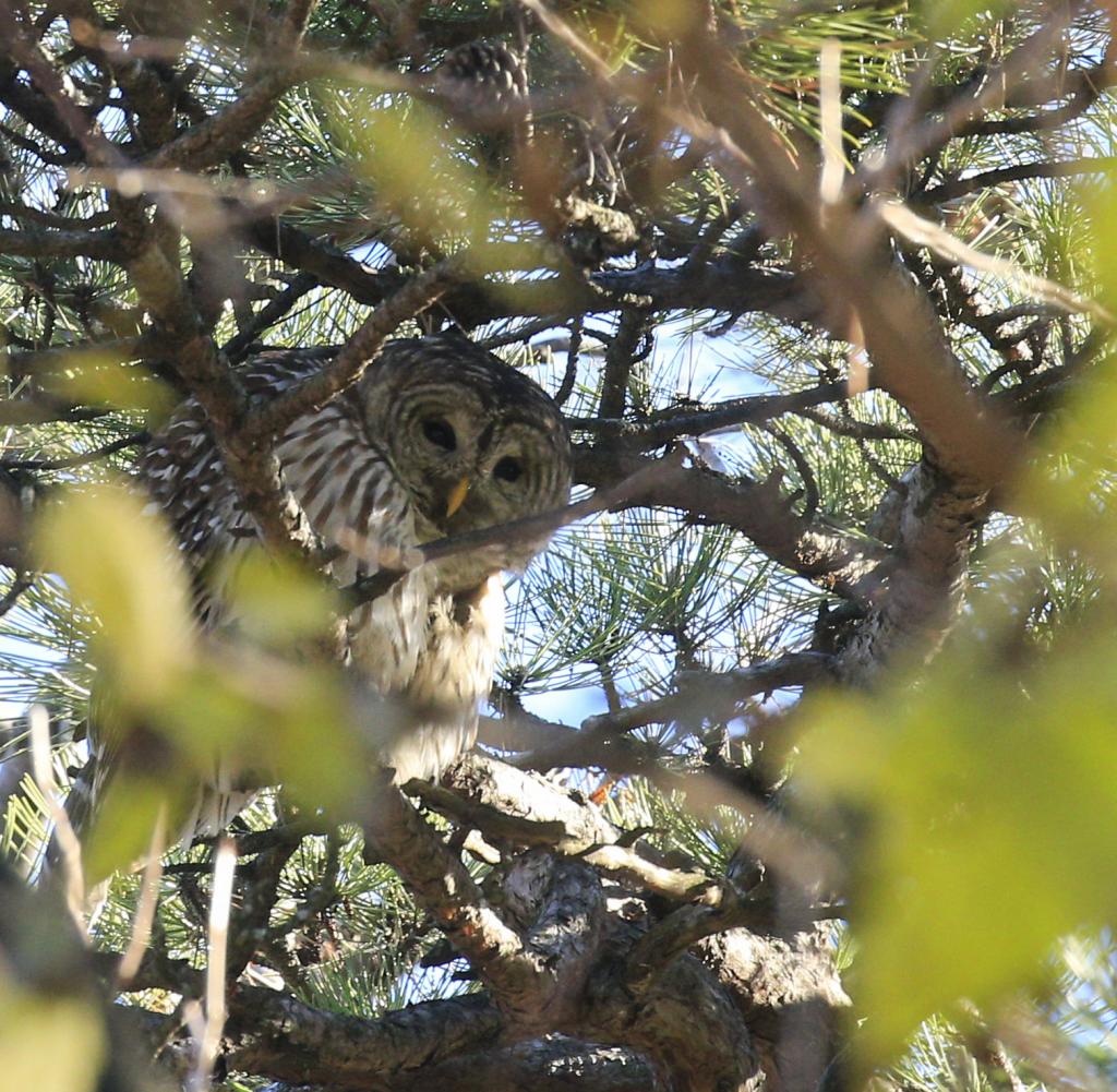 Barry, der Streifenkauz versteckt sich in einem Baum im Central Park