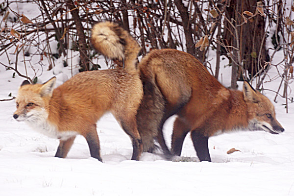 Red foxes