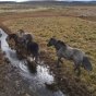 Brumbies are destroying Kosciuszko National Park and must be removed