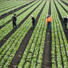 Harvest season is underway in Victoria.