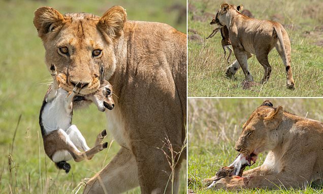 Gazelle calf's life is ended after only just beginning as lioness pounces on the helpless