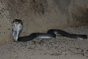 Chinese Cobra (Naja atra) 眼鏡蛇13