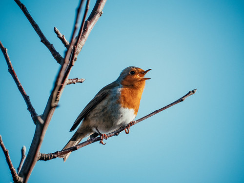 Robin at Alderman Moore's allotments