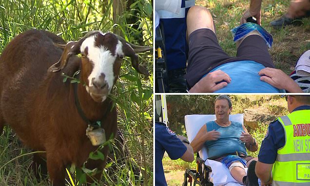 Rampaging goat ATTACKS a walker in the Blue Mountains leaving him with horrific injuries