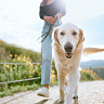 What the experts want you to know about your pet’s wellbeing this summer