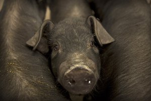 In this May 8, 2019, photo, a pig stands between other pigs in a barn at a pig farm in Jiangjiaqiao village in northern China's Hebei province.