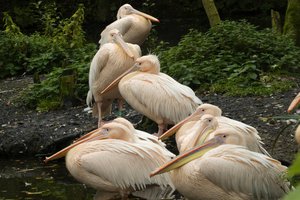 Pelicans are a genus of large water birds that make up the family Pelecanidae, Jan. 8, 2021.