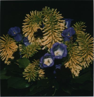 Nobuyoshi Araki, ‘Flower’, 2006-2009