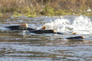 Chinook salmon on the Lower Tuolumne River in the Central Valley of California