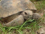 gopher-tortoise