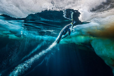 Paul Nicklen, ‘Evolve (Penguin)’, 2011