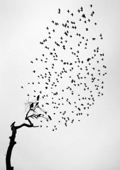 Pentti Sammallahti, ‘Delhi, India (Flock of Birds)’