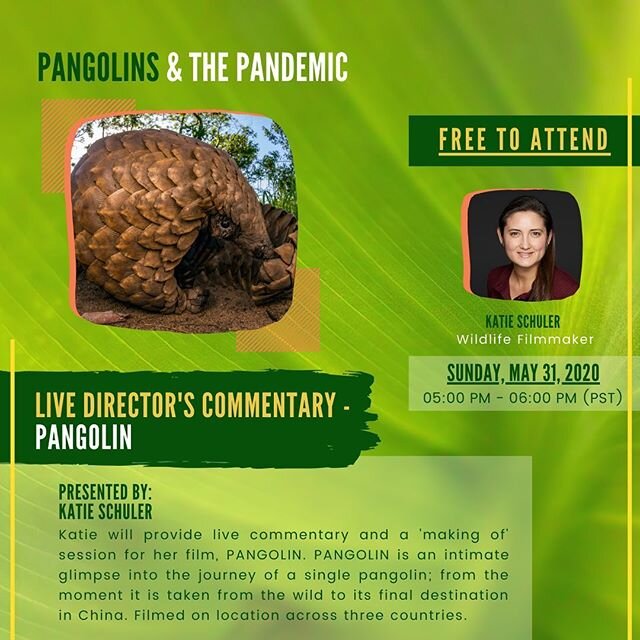 The virtual film festival portion of our &ldquo;Pangolins &amp; the Pandemic&rdquo; continues today with a screening of the film &ldquo;PANGOLIN&rdquo; with wildlife filmmaker Katie Schuler. The film traces the story of a single pangolin taken from its home in the wild to its final destination in China. Katie will be providing commentary and afterwards there will be a special &ldquo;Making Of&rdquo; session.
If you haven&rsquo;t yet, register for the free conference with this link and catch up on the other sessions from earlier in the week.
https://organizer.runtheworld.today/invitation/1616
#pangolin #wildlifefilmmaking #conservation #animalwelfare #nature